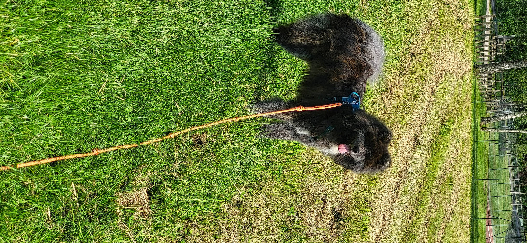 Izumo participe au concours pour gagner de l'argent avec cette photo : canidae, carnivore, collar, companion_dog, dog, dog_breed, dog_collar, fur, grass, herding_dog, leash, pet_supply, plant, sporting_group, tail, terrier, tree, water_dog, working_animal, working_dog