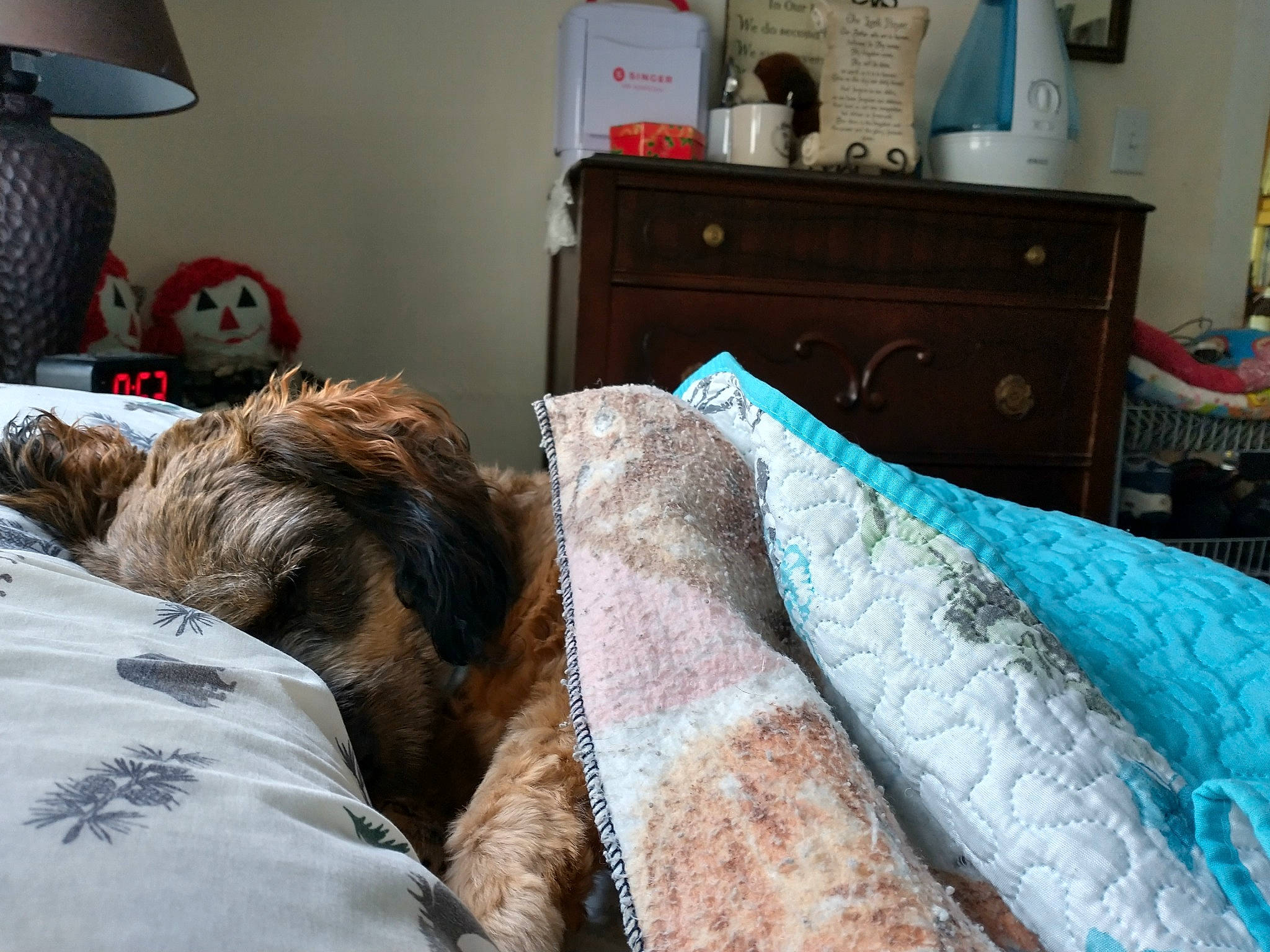 Toby Ham joined the competition — help win amazing prizes! bed, bed_frame, bed_sheet, bedding, bedroom, cabinetry, chest_of_drawers, comfort, companion_dog, dog, drawer, felidae, fur, grey, lamp, linens, pillow, room, textile, wood