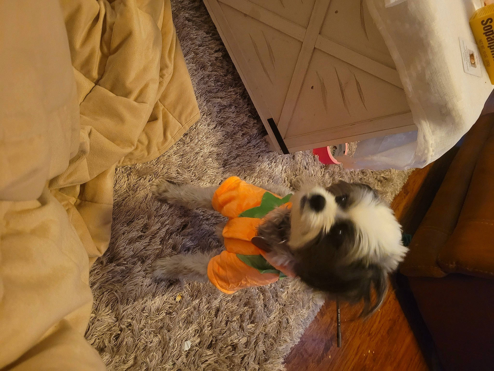 Cici is registered to the contest to win money with this photo: canidae, carnivore, companion_dog, dog, dog_breed, dog_supply, fawn, felidae, floor, flooring, fur, hardwood, petal, small_to_medium_sized_cats, sporting_group, tail, toy_dog, whiskers, wood, working_animal