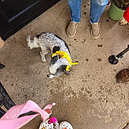 Cici is registered to the contest to win money with this photo: accessory, black_and_white_dog, casual, concrete_floor, crocs, dog, floor, foot, footwear, jeans, leash, outdoor, person, pet, plant_pot, potted_plant, shoes, sidewalk, standing, yellow_bandana