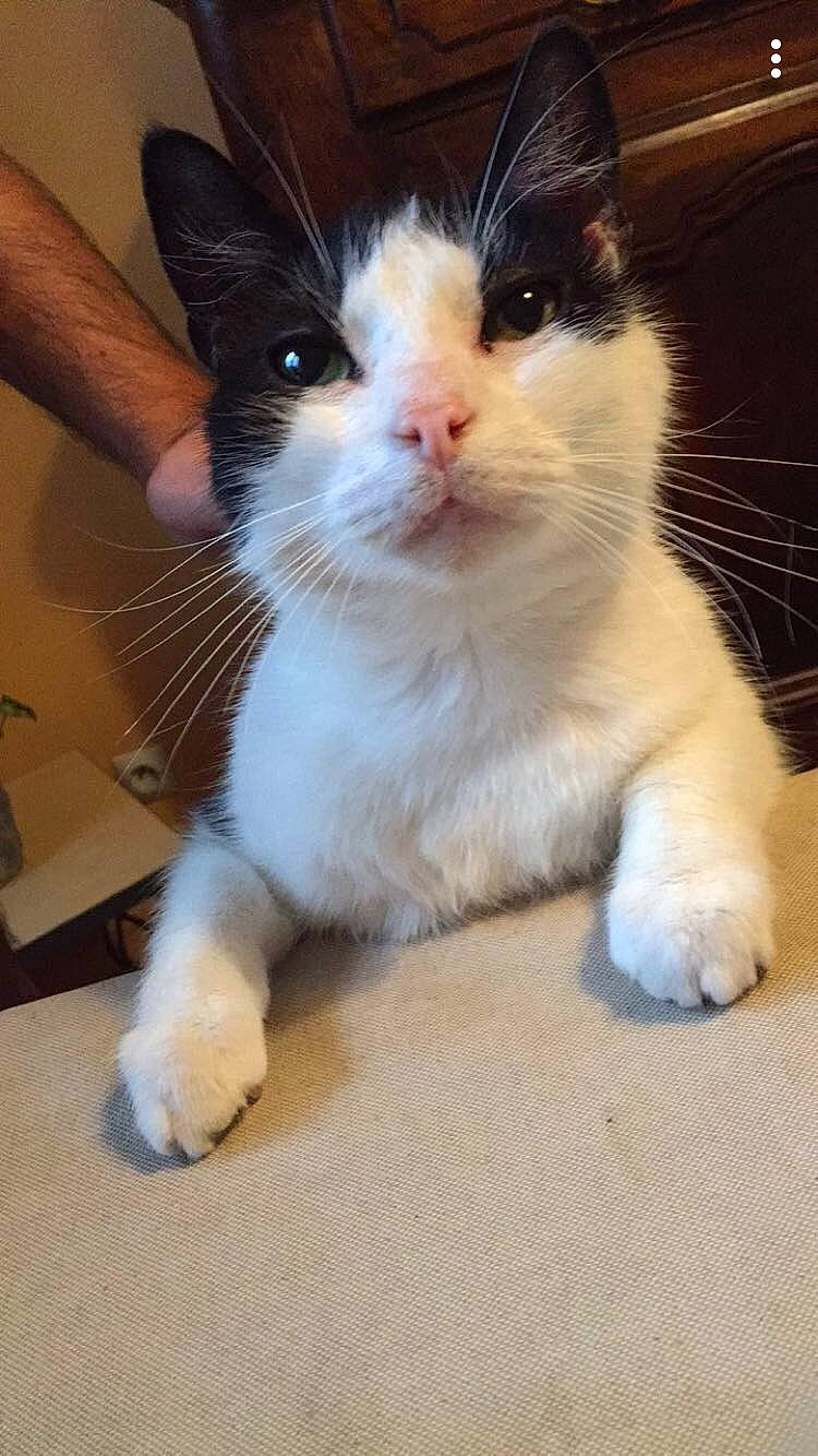 Léon a rejoint le concours — aidez-le/la à gagner de superbes lots ! aegean_cat, carnivore, cat, claw, domestic_short_haired_cat, fawn, felidae, japanese_bobtail, kitten, mammal, paw, polydactyl_cat, small_to_medium_sized_cats, snout, turkish_van, whiskers