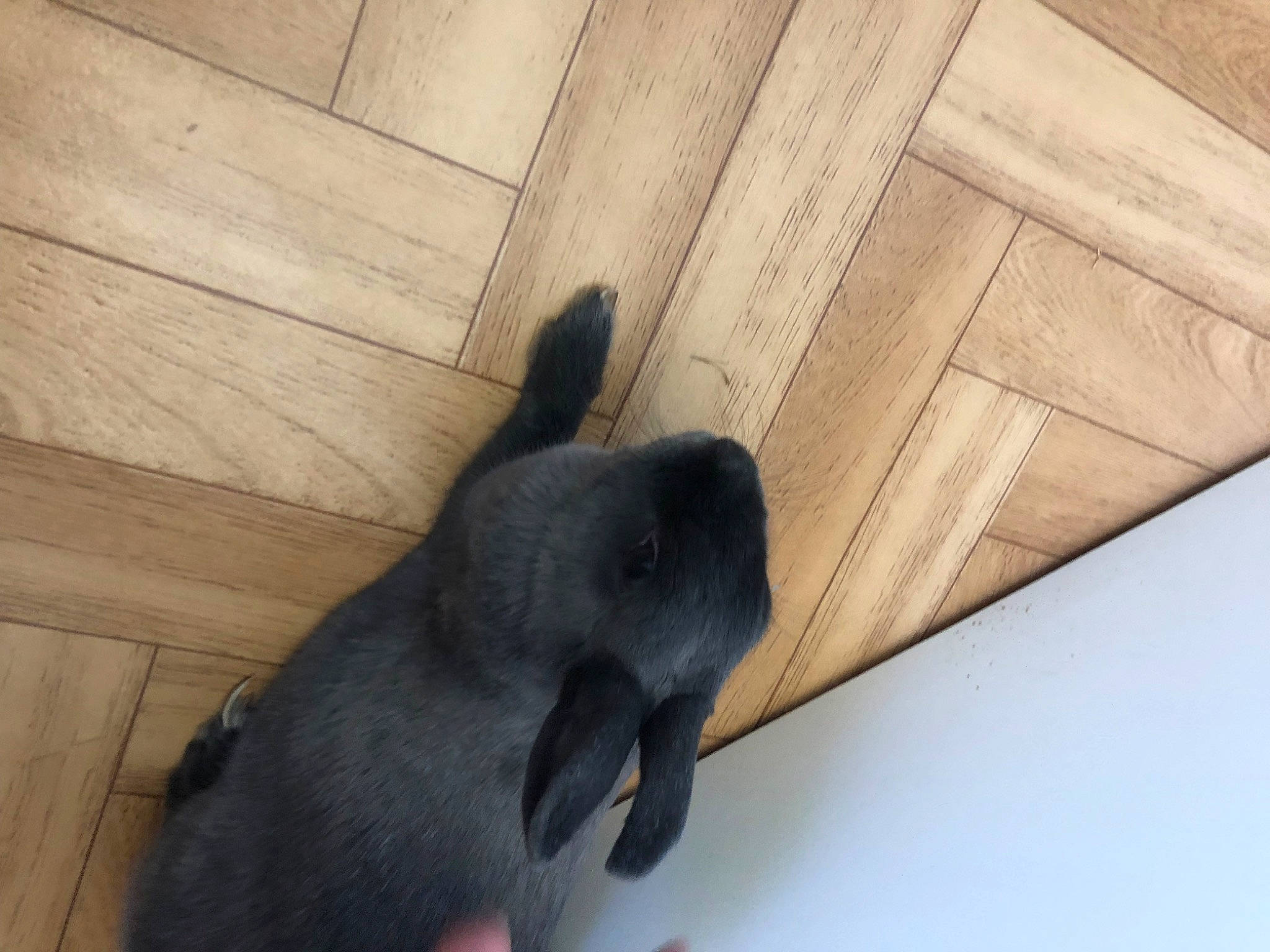 Fly a rejoint le concours — aidez-le/la à gagner de superbes lots ! canidae, carnivore, domestic_rabbit, fawn, snout, sporting_group, tail, wood