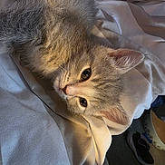 Kai joined the competition — help win amazing prizes! cat, kitten, pet, gray_fur, whiskers, ears, eyes, blanket, bed, sheets, indoor, cozy, soft_texture, close_up, portrait, relaxed_pose, sleepy, fabric, shoe, bowl