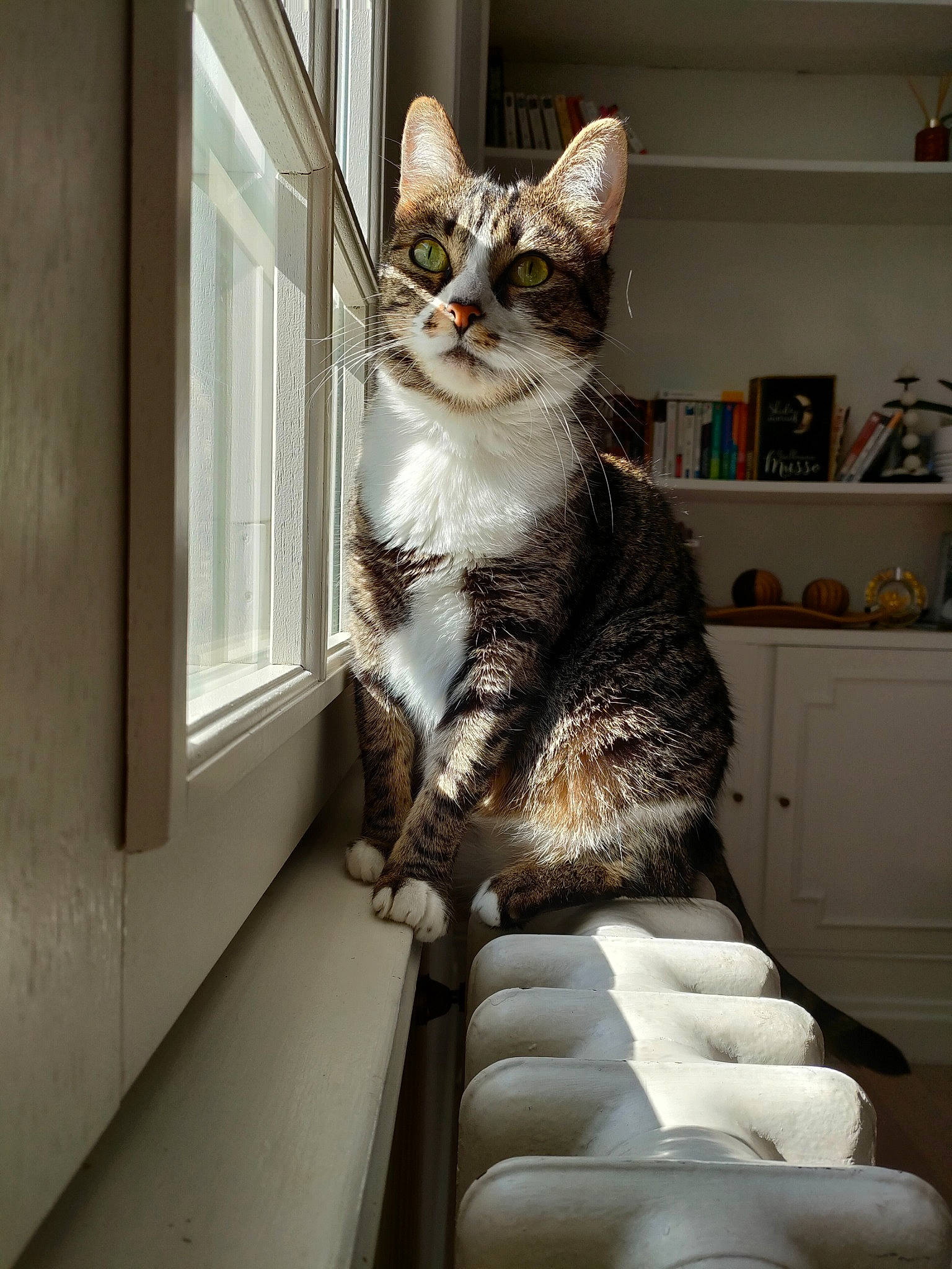 Héra participe au concours pour gagner de l'argent avec cette photo : bookcase, carnivore, cat, comfort, domestic_short_haired_cat, door, felidae, fur, paw, picture_frame, shelf, shelving, sitting, small_to_medium_sized_cats, snout, stairs, tail, whiskers, window, wood