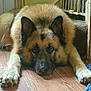 animal, black_fur, blue_cloth, brown_fur, close_up, dog, ears, eyes, face, floor, front_paws, german_shepherd, indoor, lying_down, nosed, pet, railing, resting, stairs, wooden_floor