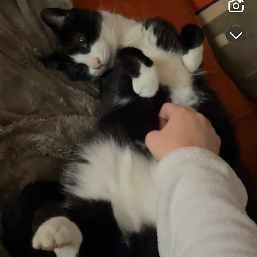 Touma a rejoint le concours — aidez-le/la à gagner de superbes lots ! abyssinian, animal, ankle, architecture, blanket, bodypart, cat, couch, cushion, finger, furniture, hand, homedecor, indoors, interiordesign, kitten, manx, person, pet, sleeping