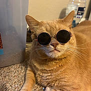 Milo joined the competition — help win amazing prizes! animal, carpet, cat, closeup, container, cool, cute, domestic, ears, feline, floor, household_items, indoor, orange_tabby, pet, portrait, relaxed, resting, sunglasses, whiskers