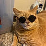 animal, carpet, cat, closeup, container, cool, cute, domestic, ears, feline, floor, household_items, indoor, orange_tabby, pet, portrait, relaxed, resting, sunglasses, whiskers
