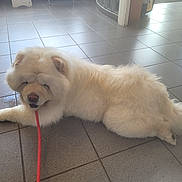 Chouchoute a rejoint le concours — aidez-le/la à gagner de superbes lots ! dog, indoor, floor, tile, white, fluffy, leash, pet, animal, relaxed, lying_down, canine, mouth, fur, paw, domestic, companion, resting, quiet, cute