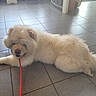 dog, indoor, floor, tile, white, fluffy, leash, pet, animal, relaxed, lying_down, canine, mouth, fur, paw, domestic, companion, resting, quiet, cute