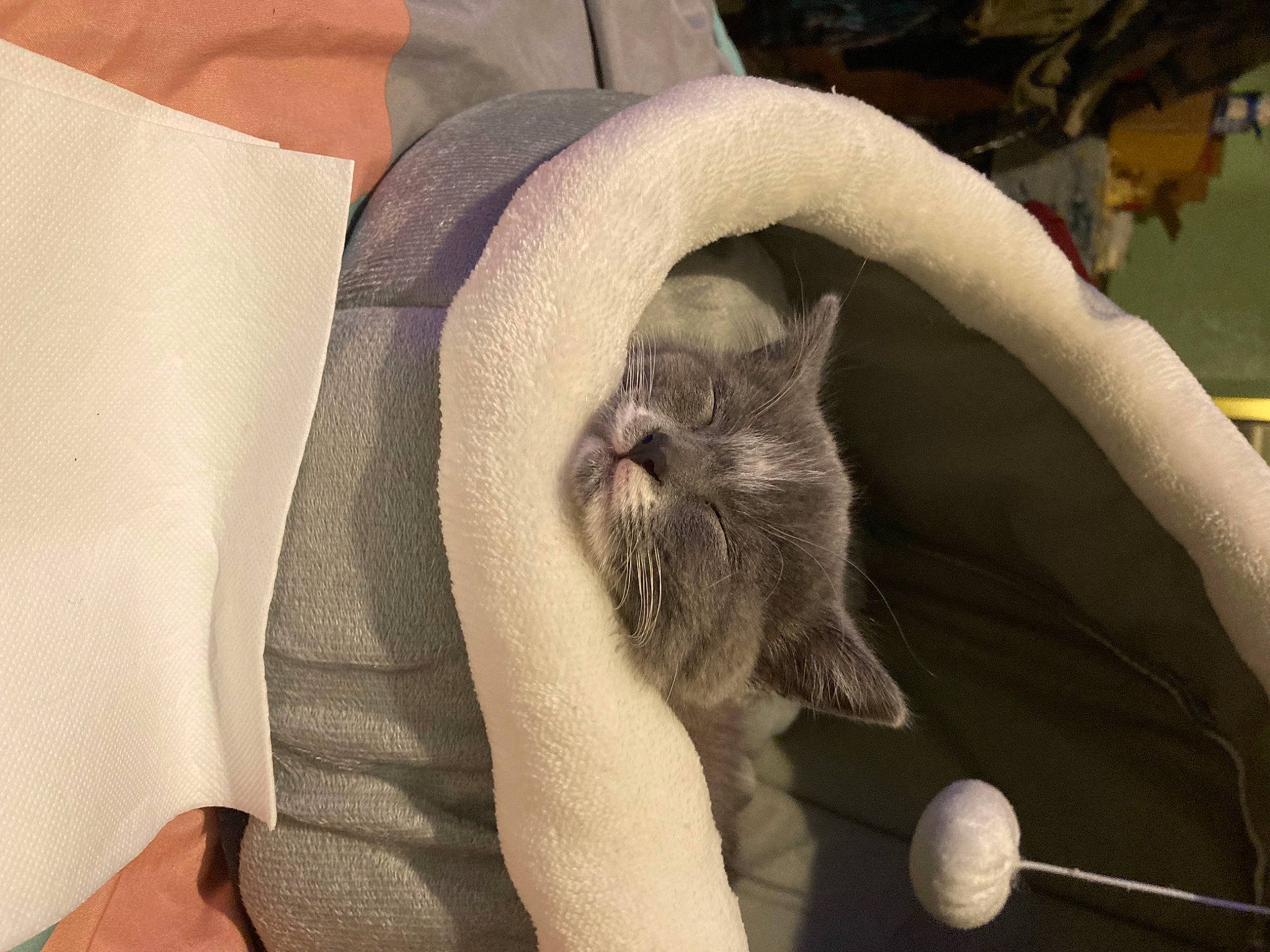 Sneakers joined the competition — help win amazing prizes! carnivore, cat, cat_bed, cat_supply, claw, comfort, domestic_short_haired_cat, fawn, felidae, fur, gesture, paw, plant, sleeve, small_to_medium_sized_cats, snout, tail, thai, tree, whiskers