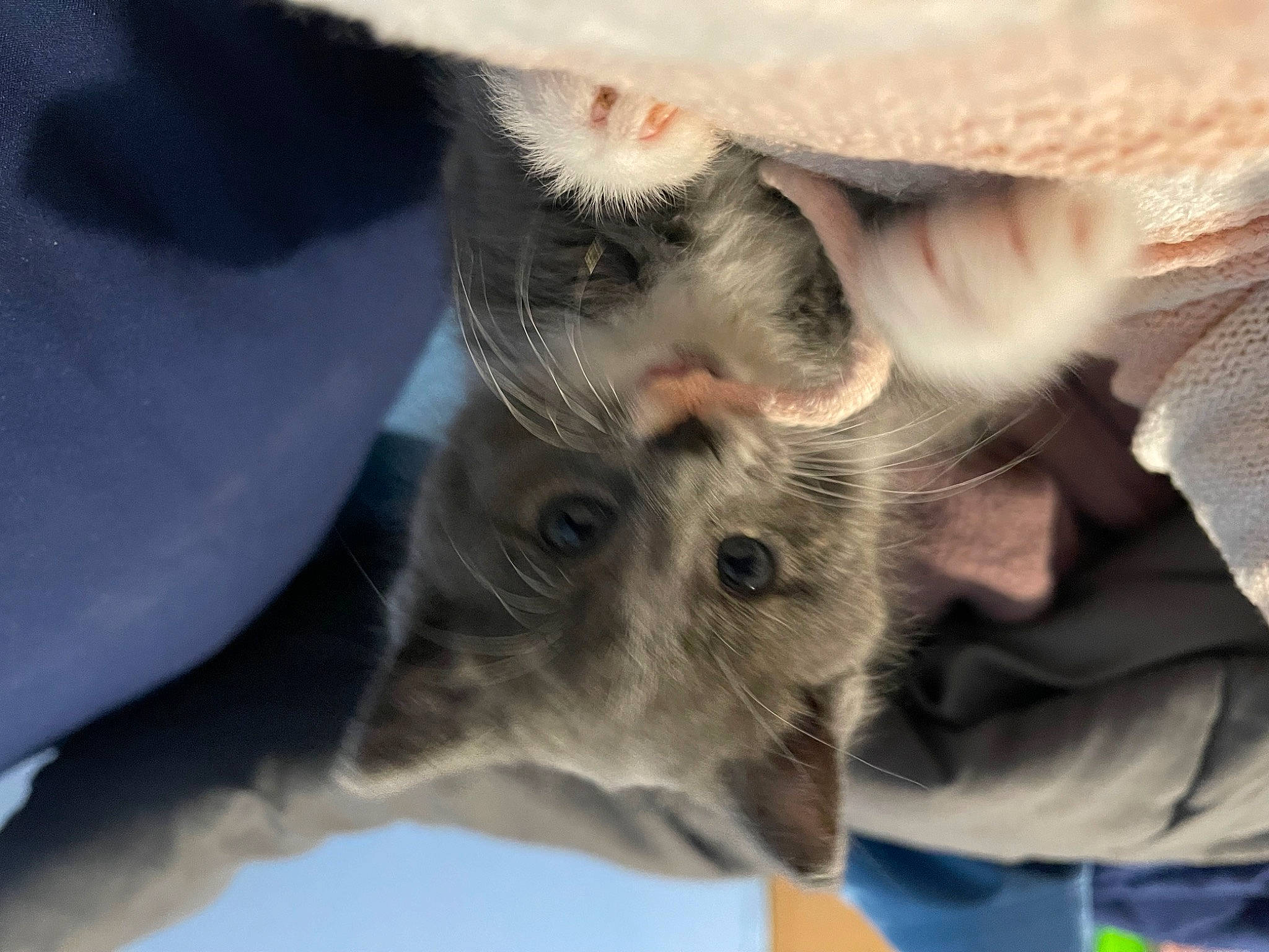 Sneakers is registered to the contest to win money with this photo: beard, canidae, carnivore, comfort, dog_breed, ear, eye, eyelash, fawn, felidae, fur, gesture, head, jaw, paw, small_to_medium_sized_cats, snout, sporting_group, sunglasses, whiskers