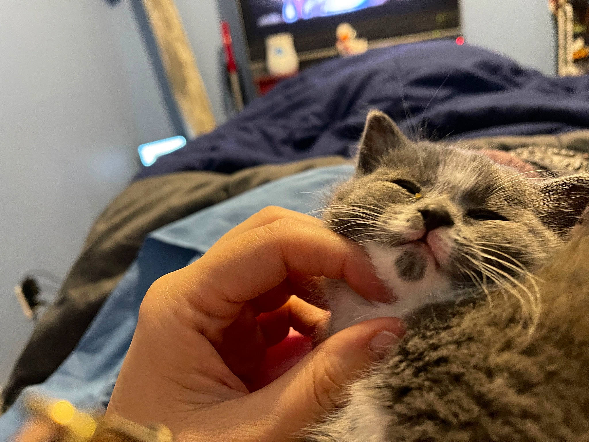 Sneakers is registered to the contest to win money with this photo: carnivore, cat, claw, comfort, domestic_short_haired_cat, fawn, felidae, fur, hand, lap, nail, nap, paw, picture_frame, small_to_medium_sized_cats, snout, television, tree, whiskers