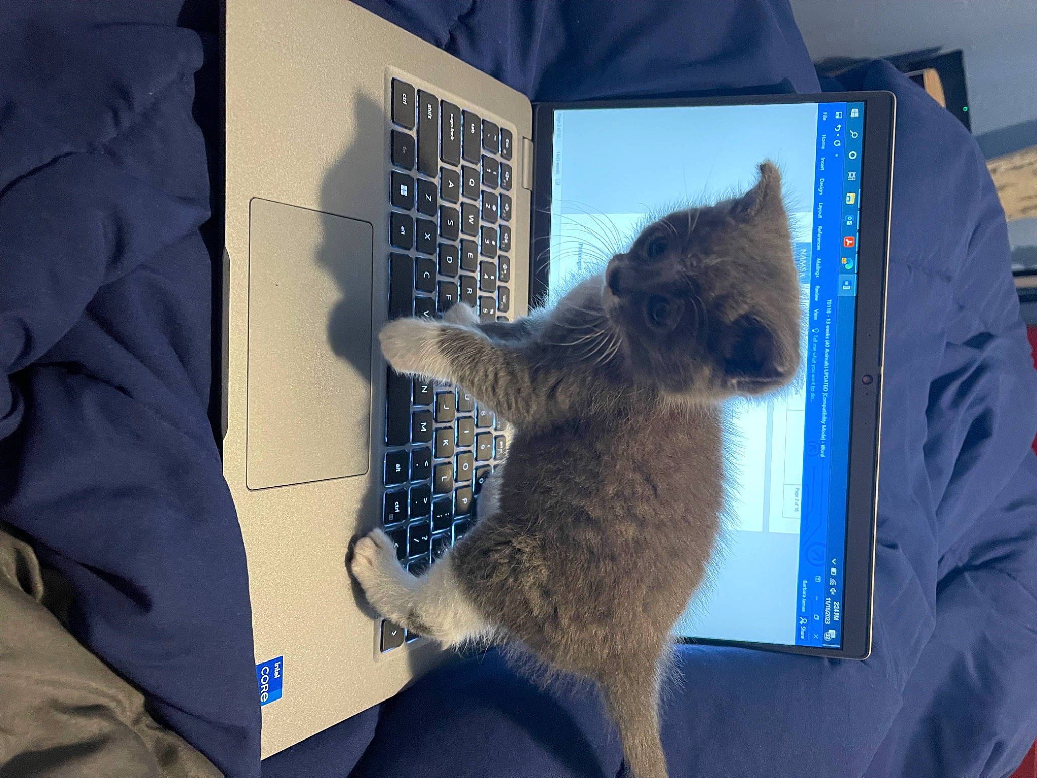 Sneakers joined the competition — help win amazing prizes! art, carnivore, cat, computer, domestic_short_haired_cat, electric_blue, felidae, fur, gadget, grey, laptop, personal_computer, procyonidae, russian_blue, sleeve, small_to_medium_sized_cats, snout, tail, technology, whiskers