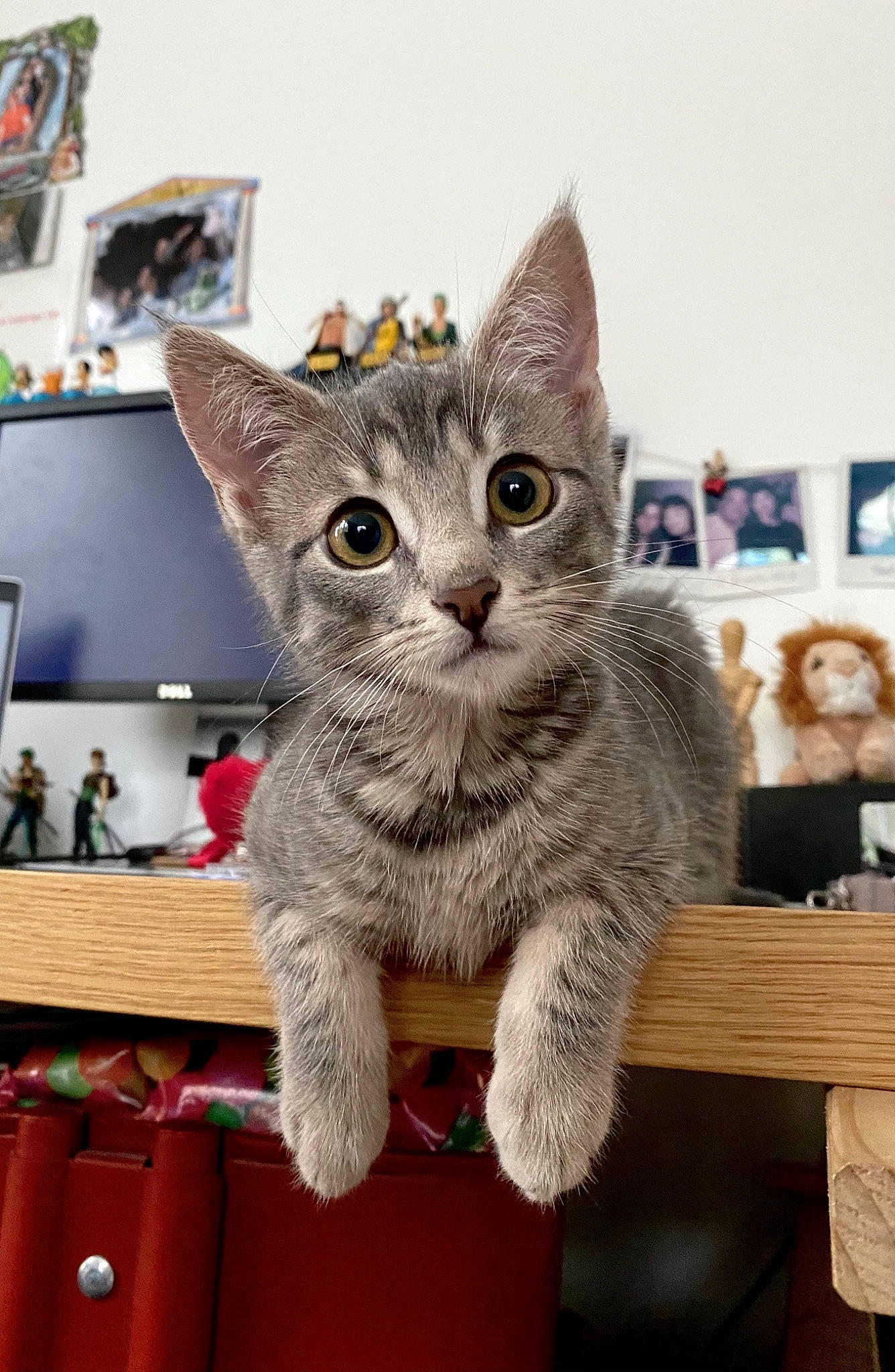 Rika participe au concours pour gagner de l'argent avec cette photo : baggage, box, carnivore, cat, curious, display_device, domestic_short_haired_cat, felidae, flat_panel_display, fur, kitten, picture_frame, small_to_medium_sized_cats, snout, vertebrate, whiskers