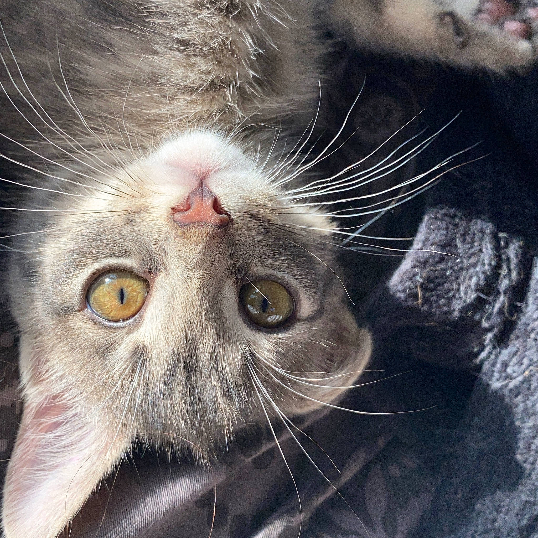 Rika a rejoint le concours — aidez-le/la à gagner de superbes lots ! carnivore, cat, close_up, curious, domestic_short_haired_cat, felidae, fur, iris, macro_photography, organ, organism, photography, small_to_medium_sized_cats, snout, terrestrial_animal, vertebrate, whiskers