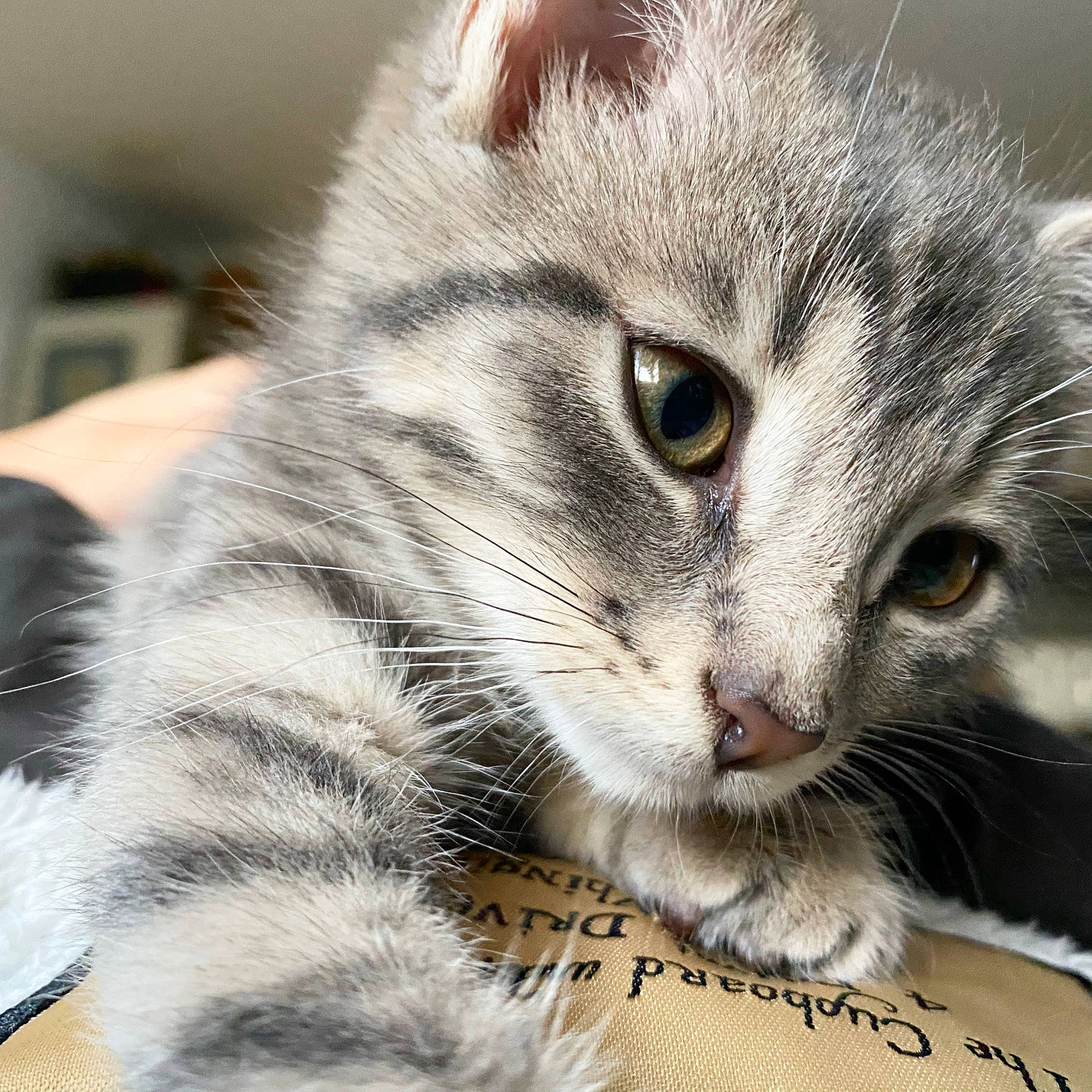 Rika participe au concours pour gagner de l'argent avec cette photo : carnivore, cat, close_up, curious, domestic_short_haired_cat, felidae, fur, iris, kitten, small_to_medium_sized_cats, snout, vertebrate, whiskers