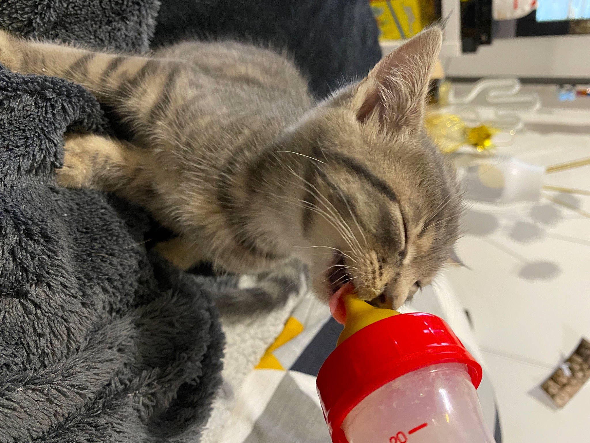 Rika participe au concours pour gagner de l'argent avec cette photo : carnivore, cat, coquelicot, domestic_short_haired_cat, felidae, fur, insect, pet_supply, picture_frame, plastic, plastic_bottle, small_to_medium_sized_cats, television, whiskers