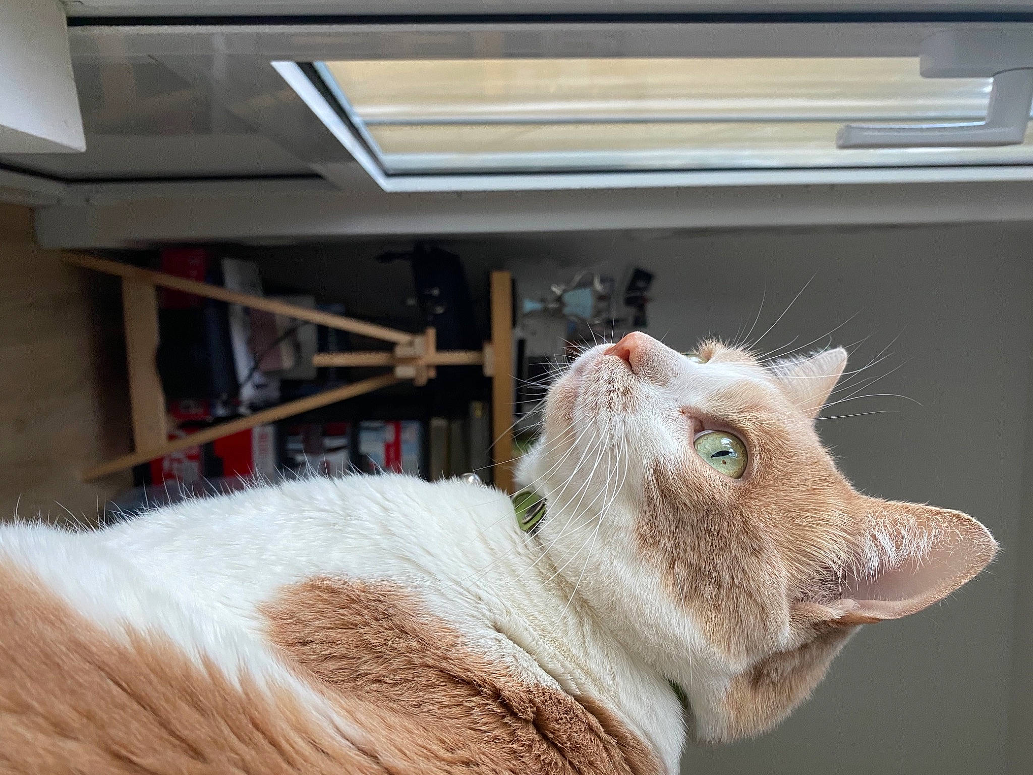 Mushu a rejoint le concours — aidez-le/la à gagner de superbes lots ! carnivore, cat, collar, domestic_short_haired_cat, fawn, felidae, fur, small_to_medium_sized_cats, snout, terrestrial_animal, vertebrate, whiskers