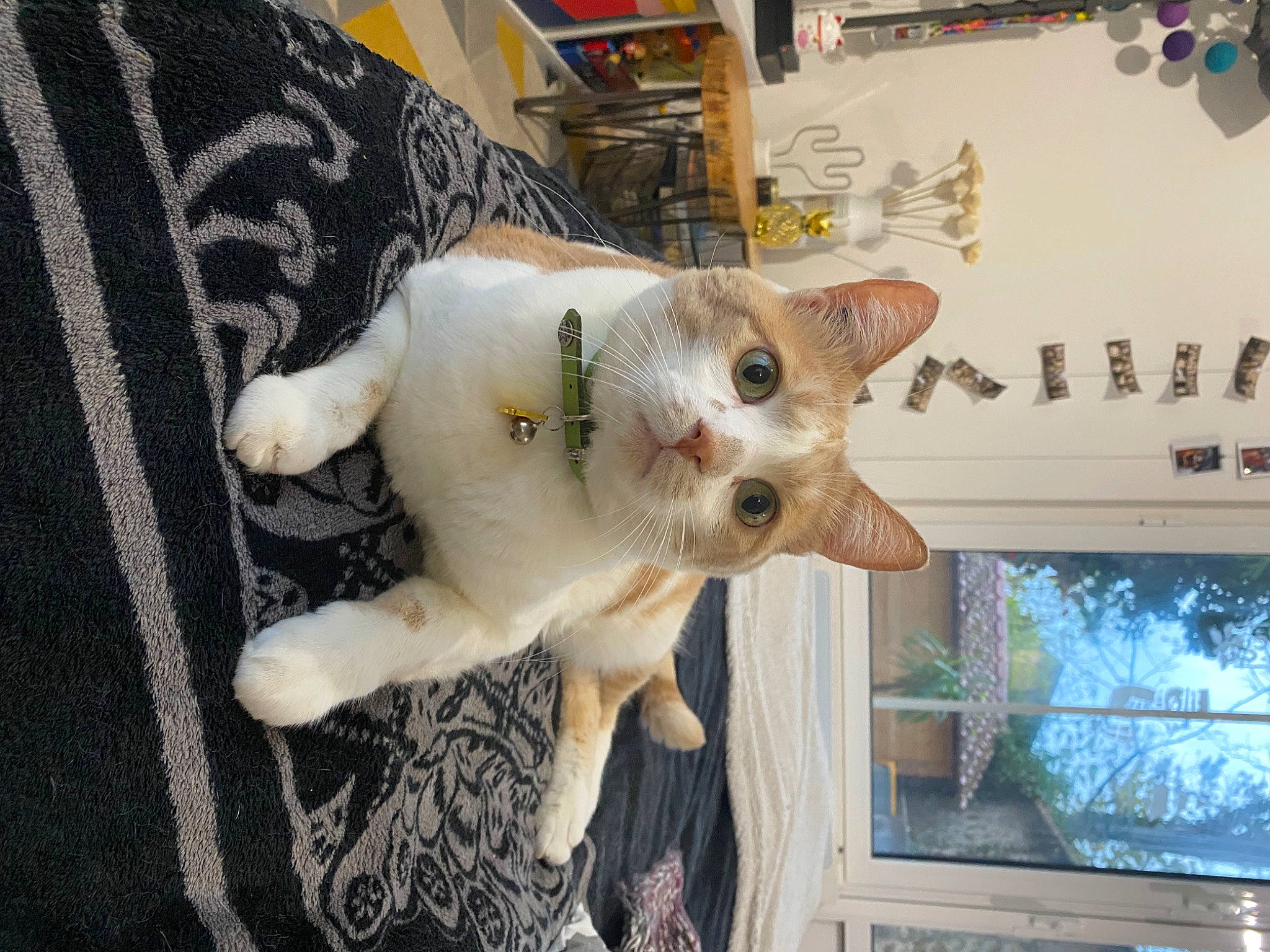 Mushu participe au concours pour gagner de l'argent avec cette photo : carnivore, cat, domestic_short_haired_cat, fawn, felidae, fur, paw, small_to_medium_sized_cats, snout, tail, vertebrate, whiskers, woolen, woven_fabric