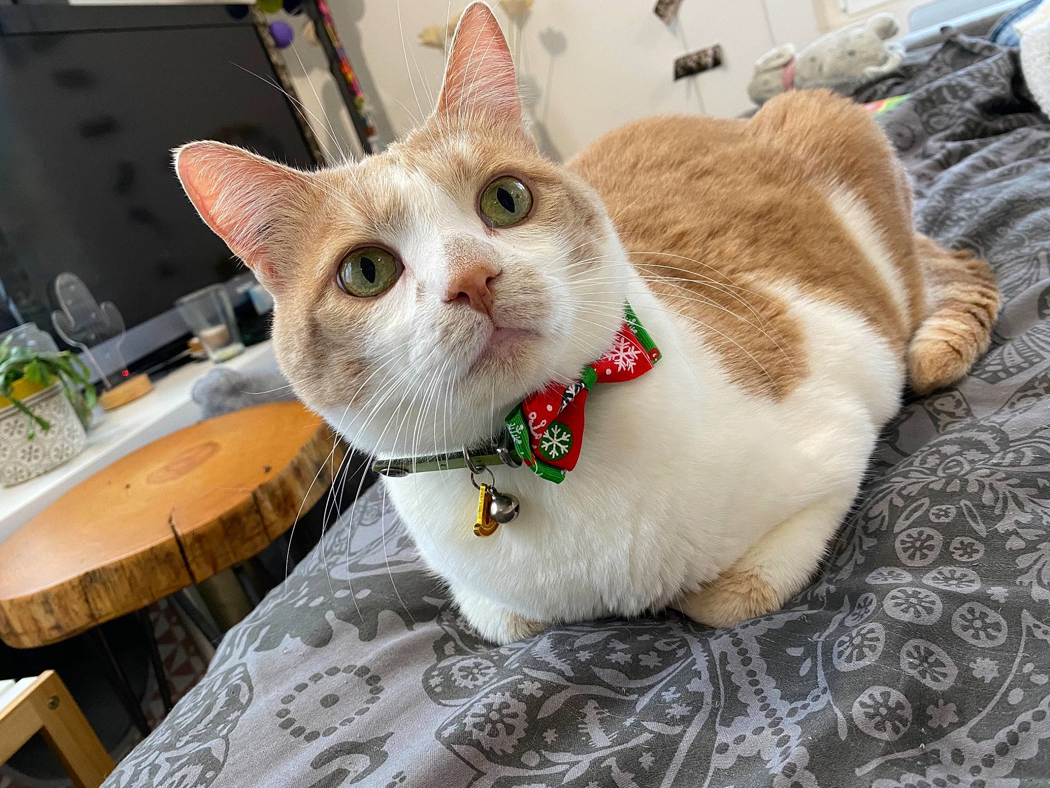 Mushu a rejoint le concours — aidez-le/la à gagner de superbes lots ! carnivore, carpet, cat, cat_furniture, collar, domestic_short_haired_cat, fawn, felidae, fur, home_accessories, linens, pet_supply, small_to_medium_sized_cats, snout, whiskers