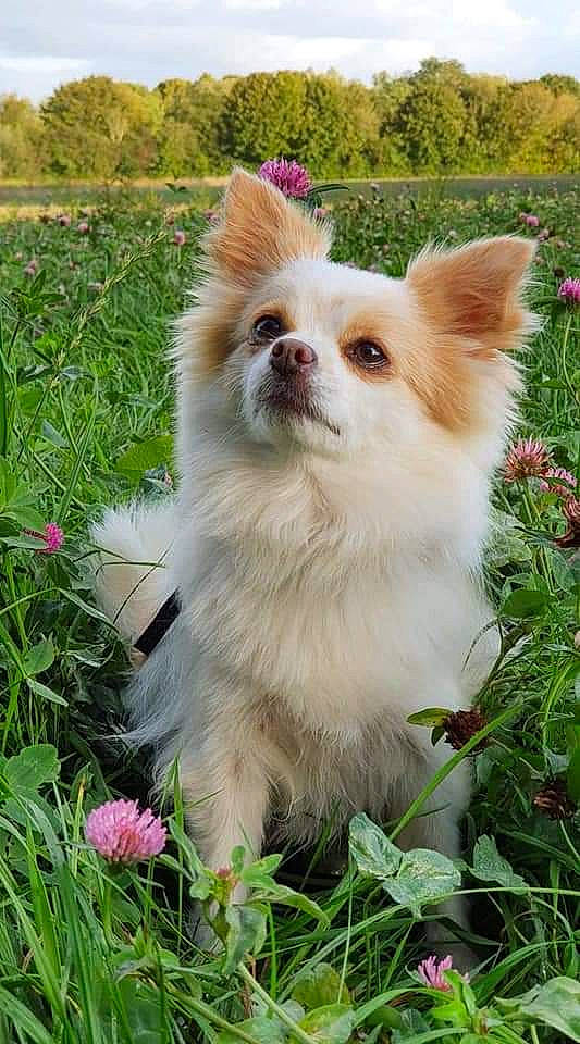 Indra participe au concours pour gagner de l&#x27;argent avec cette photo : canidae, carnivore, companion_dog, dog, dog_breed, dog_supply, eye, fawn, flower, fur, german_spitz_klein, grass, hair, plant, snout, spitz, sporting_group, toy_dog, volpino_italiano, whiskers