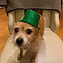 accessory, animal, celebration, chair, close_up, costume, curious, cute, dog, domestic_animal, fur, green_hat, hat, indoor, looking_up, pet, scruffy, sitting, small_dog, wooden_floor