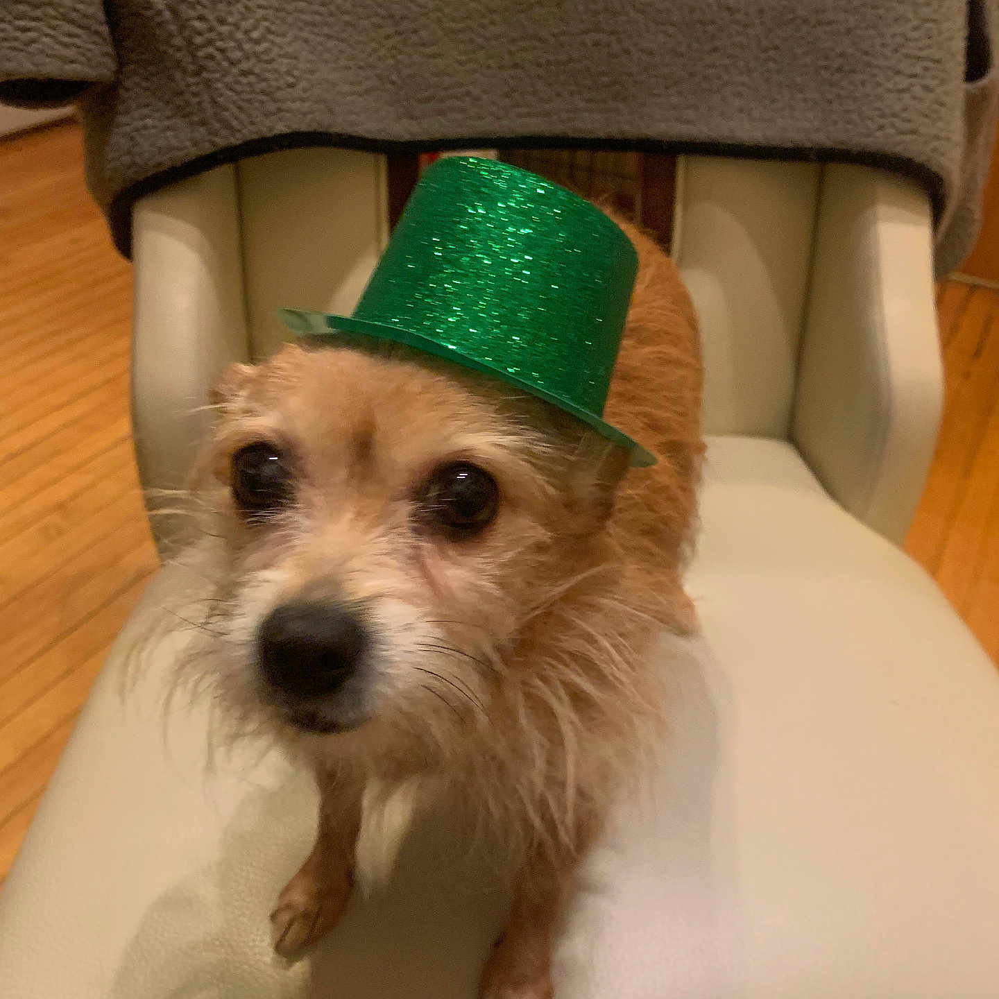 Mamacita is registered to the contest to win money with this photo: accessory, animal, celebration, chair, close_up, costume, curious, cute, dog, domestic_animal, fur, green_hat, hat, indoor, looking_up, pet, scruffy, sitting, small_dog, wooden_floor