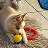 Plumes participe au concours pour gagner de l'argent avec cette photo : animal, ball, blue_eyes, chewing, cozy, cute, dog, ears, floor, fur, indoor, pet, playful, puppy, red_ring, rug, stuffed_animal, tile, toy, young_dog