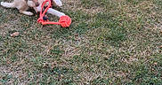 Plumes a rejoint le concours — aidez-le/la à gagner de superbes lots ! animal, canine, chewing, cute, daylight, dog, fur, grass, grass_lawn, husky, nature, outdoor, pet, play, playful, puppy, rope_toy, shade, toy, young
