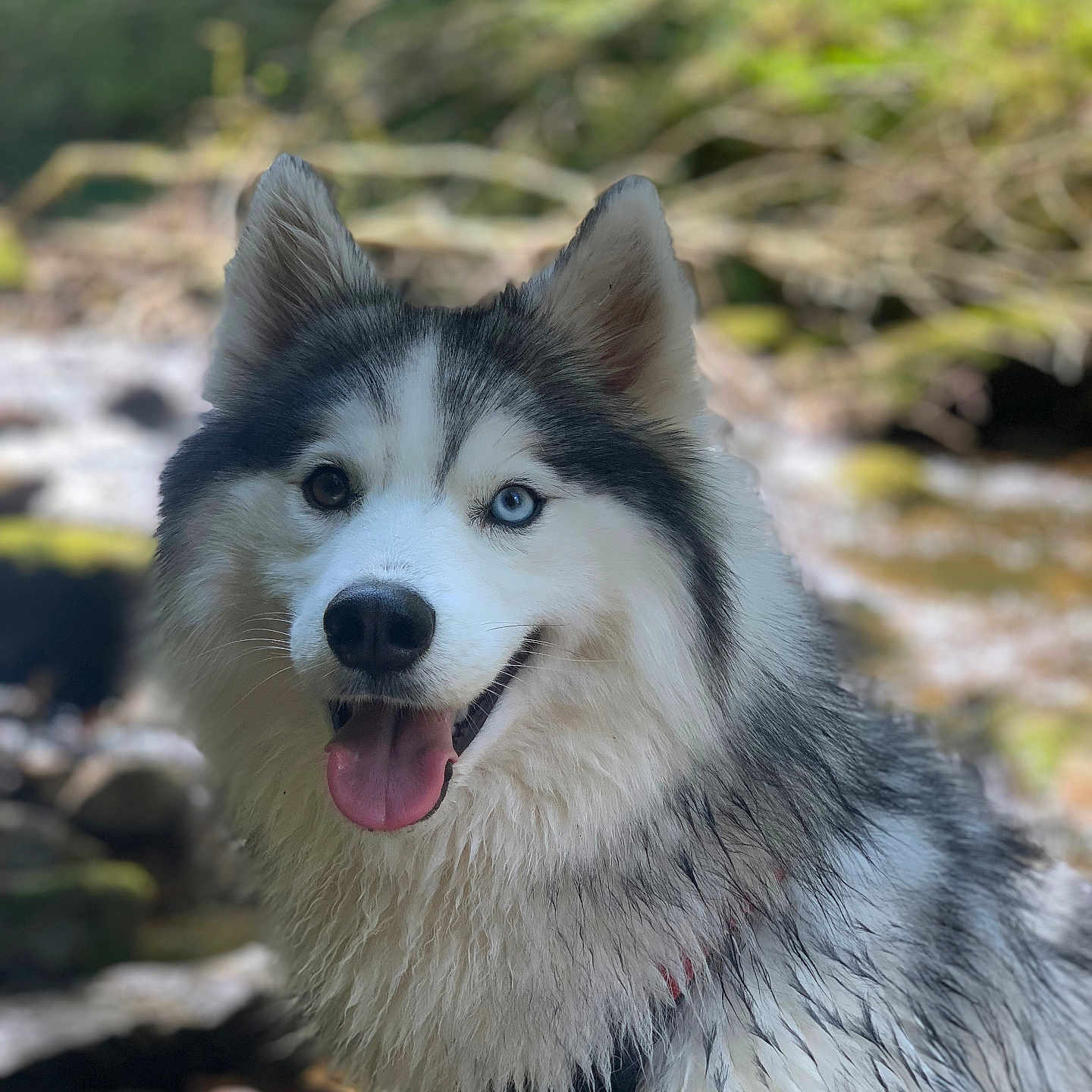 Tess participe au concours pour gagner de l'argent avec cette photo : animal, bodypart, canine, collie, dog, eskimodog, fox, husky, leash, mouth, person, pet, puppy, rock, tongue, whitedog, wolf