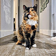 Miss Pickles is registered to the contest to win money with this photo: cat, calico, animal, pet, indoor, hallway, floor, fur, whiskers, paws, curious, looking_up, domestic_cat, mammal, feline, house, home, fluffy, sitting, portrait