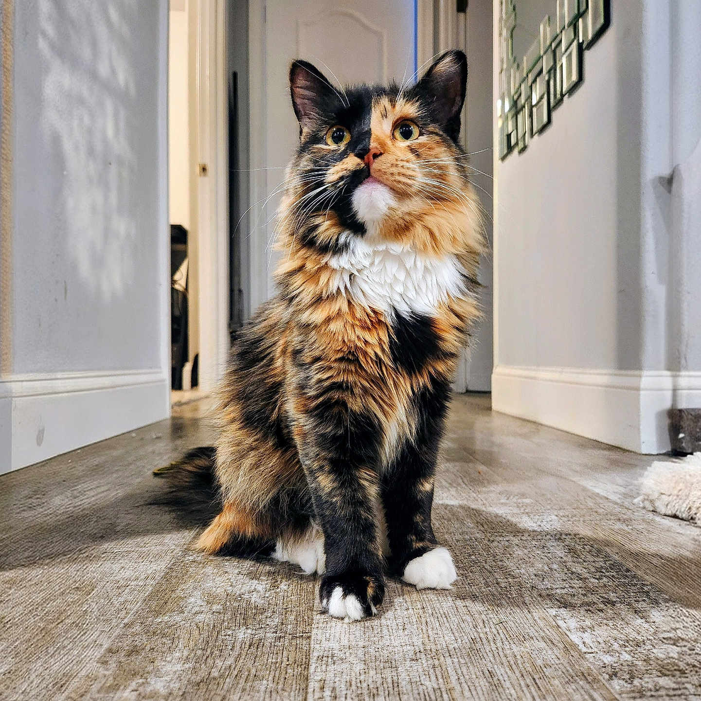 Miss Pickles is registered to the contest to win money with this photo: cat, calico, animal, pet, indoor, hallway, floor, fur, whiskers, paws, curious, looking_up, domestic_cat, mammal, feline, house, home, fluffy, sitting, portrait