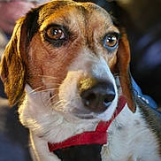 Peaches joined the competition — help win amazing prizes! animal, blurred_background, brown, canine, close_up, collar, cute, dog, domestic_animal, ears, friendly, fur, indoor, looking_away, mammal, nose, pet, portrait, whiskers, white