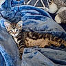 animal, blanket, blue_blanket, cat, comfort, cozy, cute, feline, fur, indoor, kitten, pattern, pet, plush_toy, relaxation, resting, sleepy, soft_texture, tabby, young