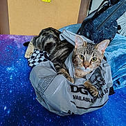 Shadow is registered to the contest to win money with this photo: animal, backpack, bed, blue_blanket, casual, cat, cozy, curious, domestic, feline, indoor, messy, patterned, pet, plastic_bag, playful, resting, soft_texture, striped, tabby_cat