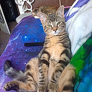 Shadow is registered to the contest to win money with this photo: cat, tabby_cat, animal, pet, indoor, blanket, furniture, bed, resting, sleeping, curious, relaxed, cozy, domestic, fur, whiskers, ears, tail, paw, closeup