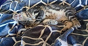 Shadow joined the competition — help win amazing prizes! animal, blanket, blue, cat, cozy, cute, domestic_cat, fur, fur_pattern, indoor, kitten, pattern, pet, relaxing, resting, sleeping, small, soft, tabby, white