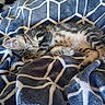 animal, blanket, blue, cat, cozy, cute, domestic_cat, fur, fur_pattern, indoor, kitten, pattern, pet, relaxing, resting, sleeping, small, soft, tabby, white