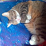 Mau joined the competition — help win amazing prizes! cat, tabby, sleeping, paws, curled_up, blanket, blue, cosmic_pattern, fur, whiskers, indoor, cozy, resting, pink_nose, striped, animal, pet, relaxed, bedroom, soft