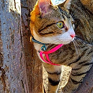 Mau is registered to the contest to win money with this photo: alert, animal, branch, cat, climbing, closeup, collar, curious, fur, green_eyes, mammal, nature, outdoor, pet, pink_collar, sunlight, tabby, tree, whiskers, young_cat