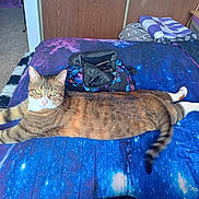 Mau is registered to the contest to win money with this photo: cat, tabby, bed, blanket, galaxy_pattern, paws, fur, domestic_animal, indoor, feline, striped, resting, relaxed, whiskers, tail, household, carpet, bag, pillow, wood_paneling