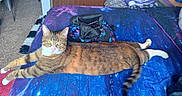Mau is registered to the contest to win money with this photo: bag, bed, blanket, carpet, cat, domestic_animal, feline, fur, galaxy_pattern, household, indoor, paws, pillow, relaxed, resting, striped, tabby, tail, whiskers, wood_paneling