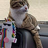 Mau joined the competition — help win amazing prizes! accessory, air_freshener, animal, car_interior, cat, cute, dashboard, hook, indoor, pet, rainbow, relaxed, side_view, sitting, striped_fur, tabby, unicorn, wall, white_paw, window