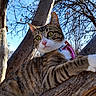 Mau joined the competition — help win amazing prizes! alert, animal, branch, cat, climbing, closeup, collar, curious, daylight, fur, green_eyes, mammal, nature, outdoor, pet, pink_nose, sky, tabby, tree, whiskers