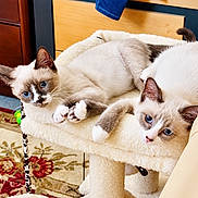 Zz Sisters is registered to the contest to win money with this photo: cats, two_cats, blue_eyes, cream_fur, brown_markings, pointed_ears, whiskers, lying_down, relaxed, curious, pet, indoor, cat_tree, plush_bed, furniture, carpet, wooden_background, closeup, adorable, animal_portrait