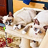 cats, two_cats, blue_eyes, cream_fur, brown_markings, pointed_ears, whiskers, lying_down, relaxed, curious, pet, indoor, cat_tree, plush_bed, furniture, carpet, wooden_background, closeup, adorable, animal_portrait