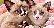 Zz Sisters joined the competition — help win amazing prizes! kittens, cats, blue_eyes, cuddling, sleeping, bed, blanket, pink_blanket, white_bedding, fluffy, furry, pets, animal_portrait, close_up, indoors, cute, adorable, front_view, paws, siamese_cats