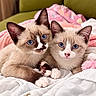 kittens, cats, blue_eyes, cuddling, sleeping, bed, blanket, pink_blanket, white_bedding, fluffy, furry, pets, animal_portrait, close_up, indoors, cute, adorable, front_view, paws, siamese_cats
