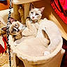 Zz Sisters joined the competition — help win amazing prizes! cats, kittens, สัตว์เลี้ยง, pet, feline, blue_eyes, harness, cat_tree, hammock, cuddling, resting, indoor, home, fur, cream_colored, brown_markings, whiskers, adorable, portrait, cozy